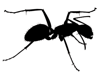 Ant