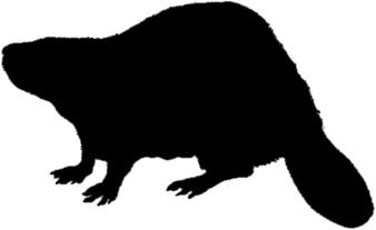 Beaver