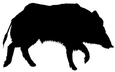 Boar