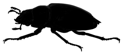 Bug