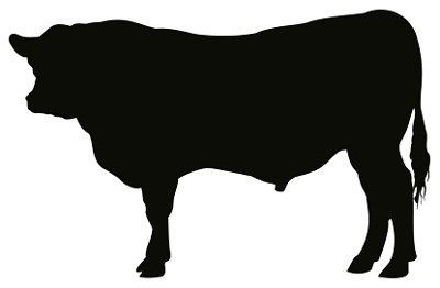 Bull