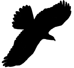 Buzzard
