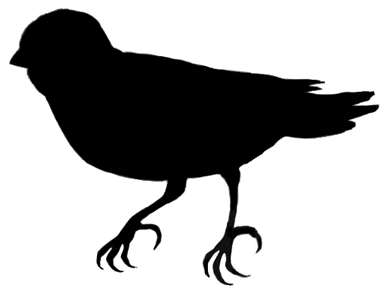 Canary