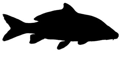 Carp