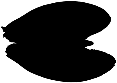 Clam