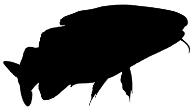 Cod