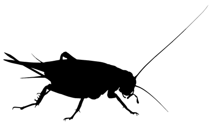 Cricket