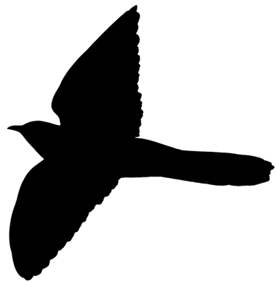 Cuckoo