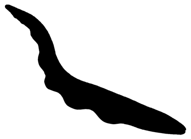 Eel