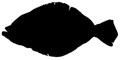 Fluke