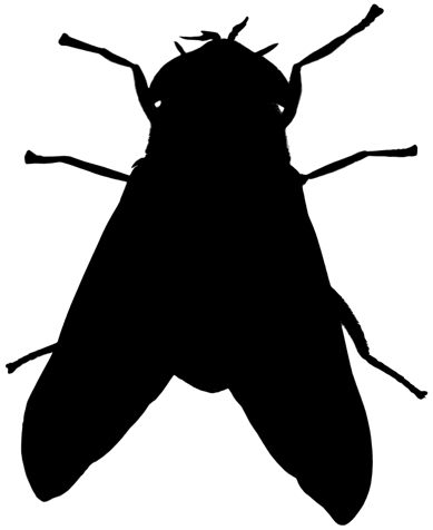 Fly