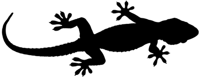 Gecko