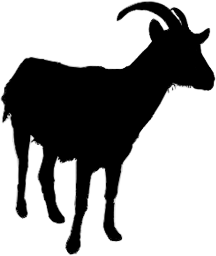 Goat