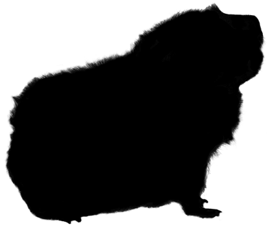 Guinea Pig