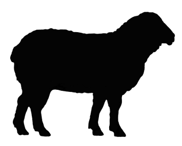 Lamb