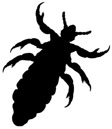 Louse