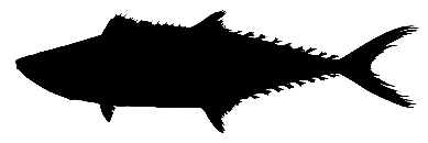 Mackerel