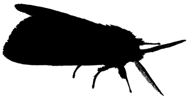 Moth