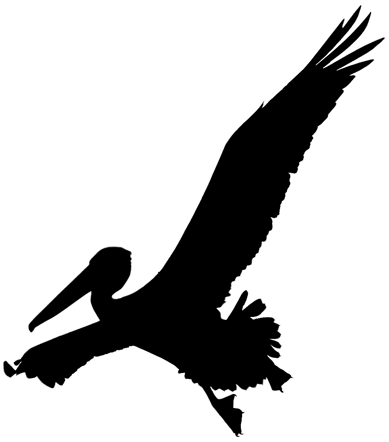 Pelican