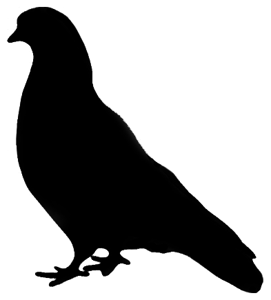 Pigeon
