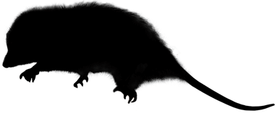 Possum