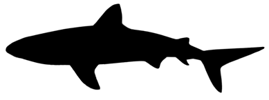 Shark