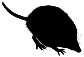 Shrew