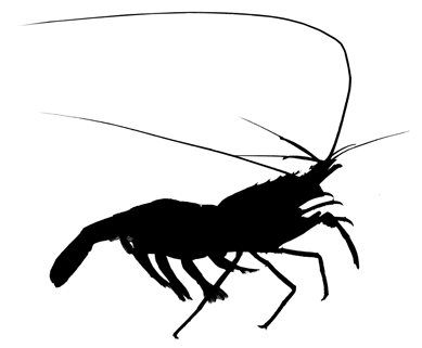 Prawn