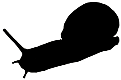 Snail