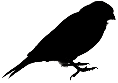 Sparrow