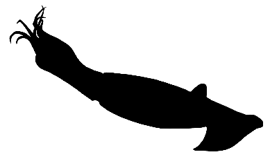 Squid