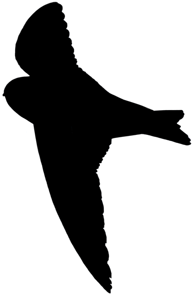 Swallow