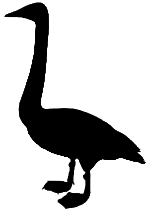 Swan