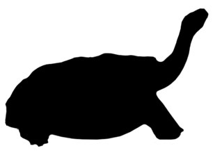 Tortoise