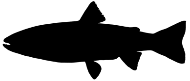 Trout