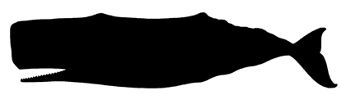 Whale